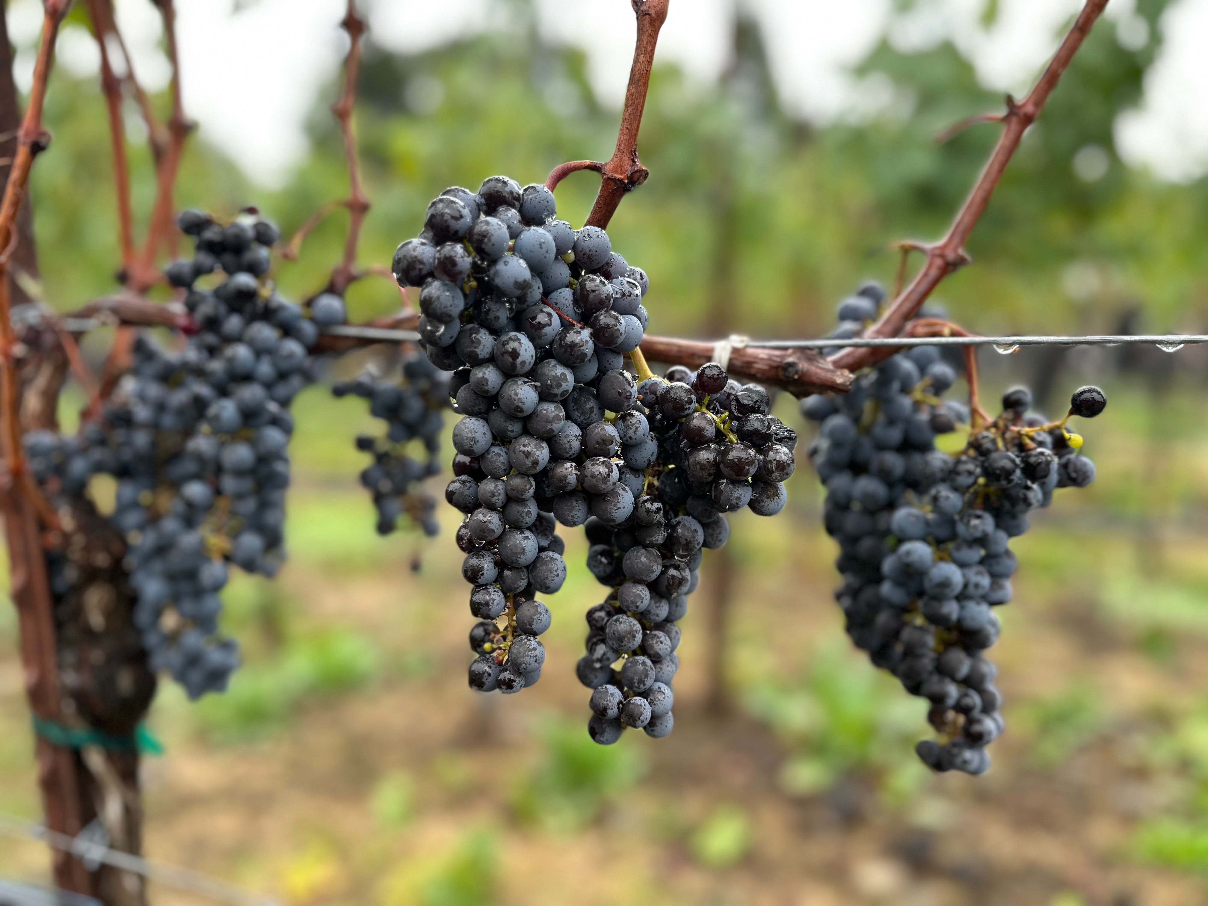 Hearth Wines — vineyard, cellar, and table